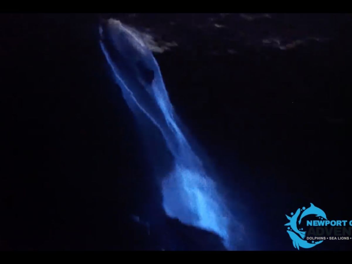 Glowing blue dolphins filmed swimming in the waters of California