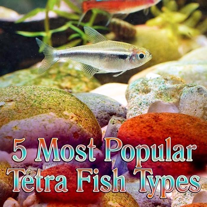 Tetra Fish Info: 5 Most Popular Tetra Fish Types - Quiet Corner
