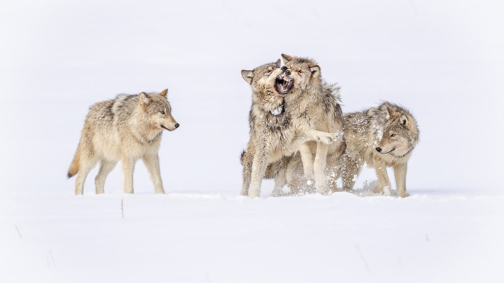 Submit your best wildlife photography for a chance to be featured in a high-quality, beautiful @BayPhotoLab book showcasing every winner and finalist from the contest! Check out Carol Grenier’s shot, “Yellowstone Wolves”. OPHWildlife2021 Enter here: