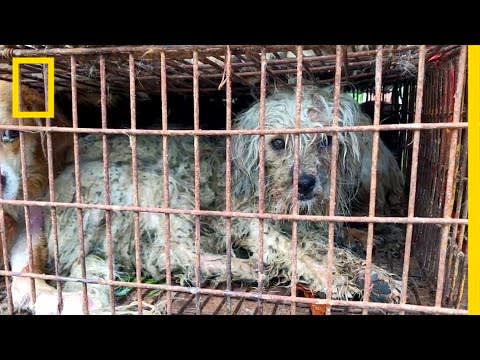 Dog Meat Sales Continue at Chinese Festival Despite Expected Ban (GRAPHIC) | National Geographic