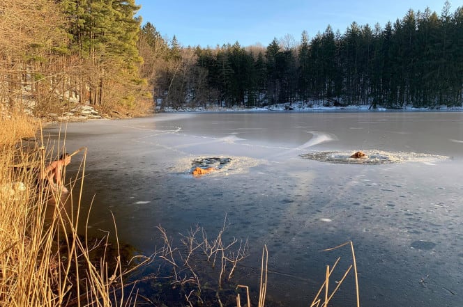 New York man and his dog rescue two pooches trapped in icy lake