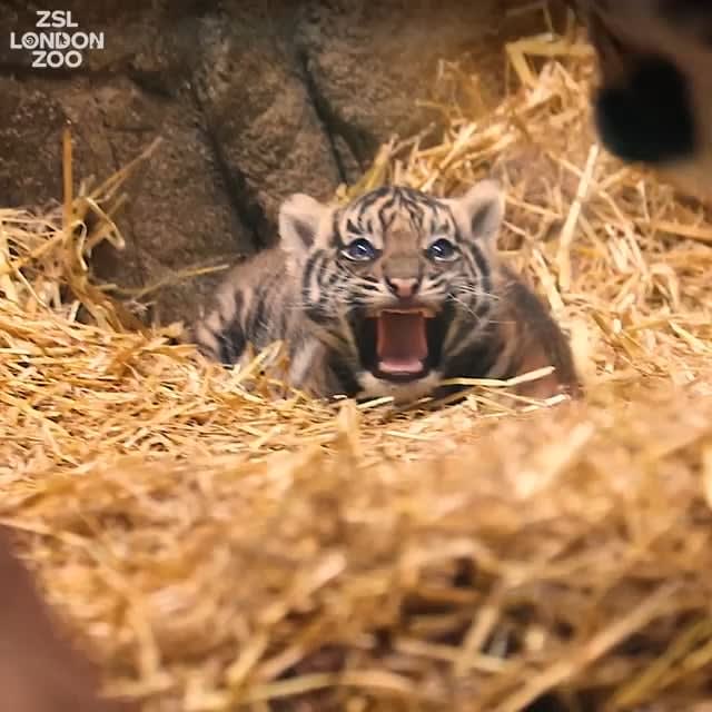 It's a boy! This is an update on the Sumatran Tiger Cub born in London Zoo at 02:19 on Sunday 12 December. The keepers released the news today - as we can see it (no name yet) is doing well which is great to see! I'll link to the previous post in here on the birth as a top comment.