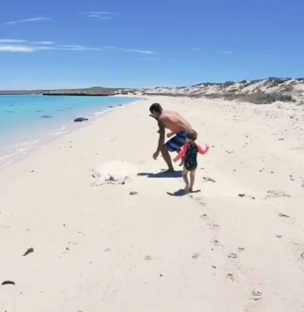 A turtle that was stuck gets help from humans.