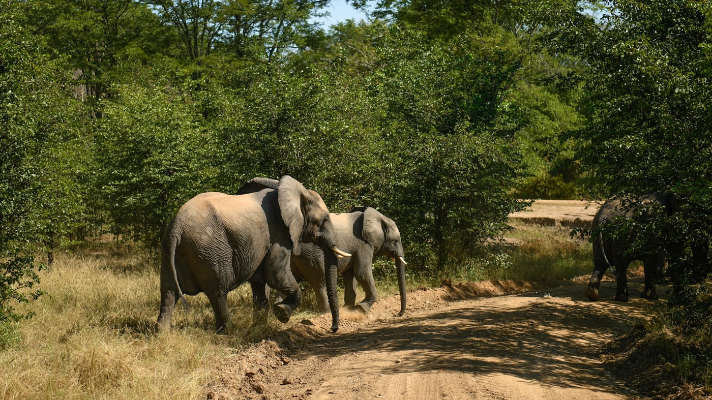 Elephants Under Attack Have An Unlikely Ally: Artificial Intelligence