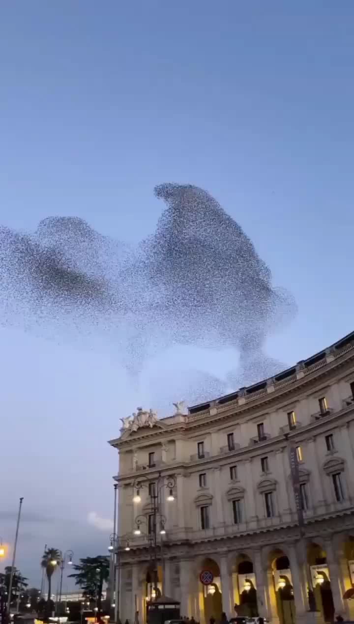 A starling murmuration visiting Rome, Italy These murmurations are known to arrive from all directions, seeking out warmer weather – and when they get to their destination, it’s impossible to miss them thanks to the beautiful swirling shapes and patterns they draw in the sky.