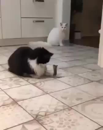 Cats vs Mouse