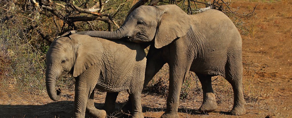 Hundreds of Elephants Have Died in Botswana, And We Don't Know Why