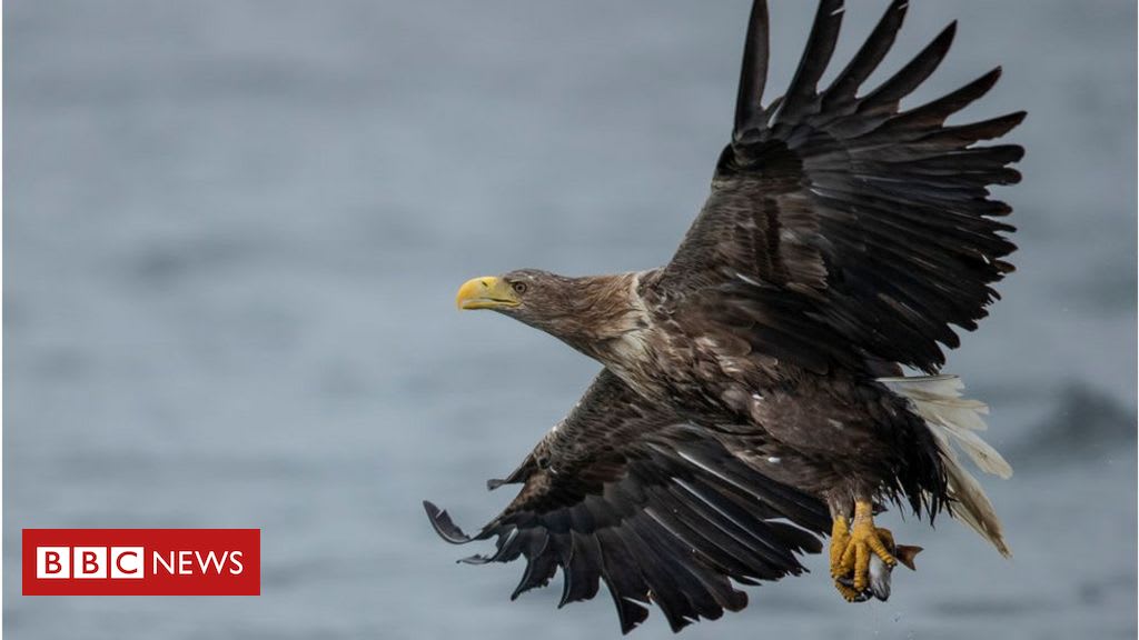 Sea eagles at Loch Lomond for first time in 100 years