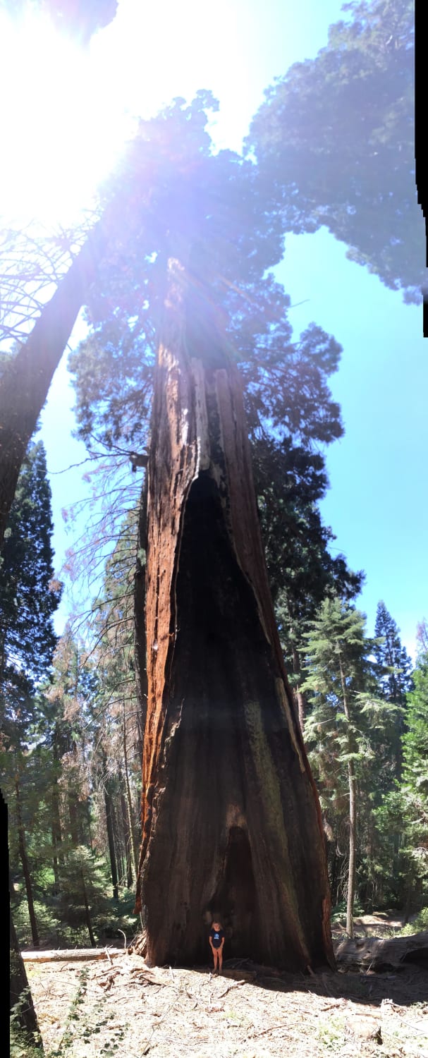 A common redwood tree in Sequoia National Park (human for scale)