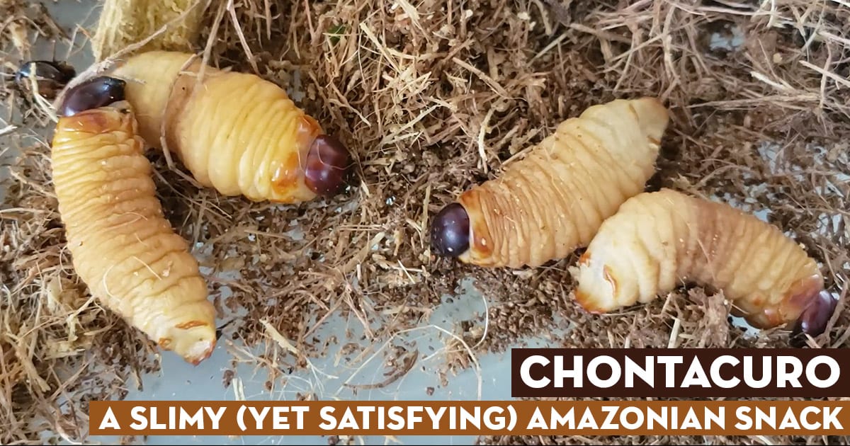 Chontacuro - A Slimy (Yet Satisfying) Amazonian Snack