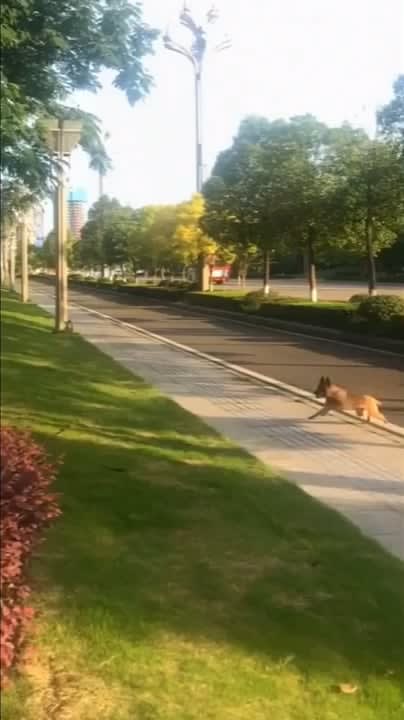 Belgian Malinois perfectly jumps over a hedge
