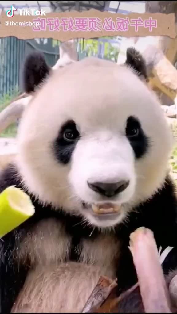 This panda eating bamboo