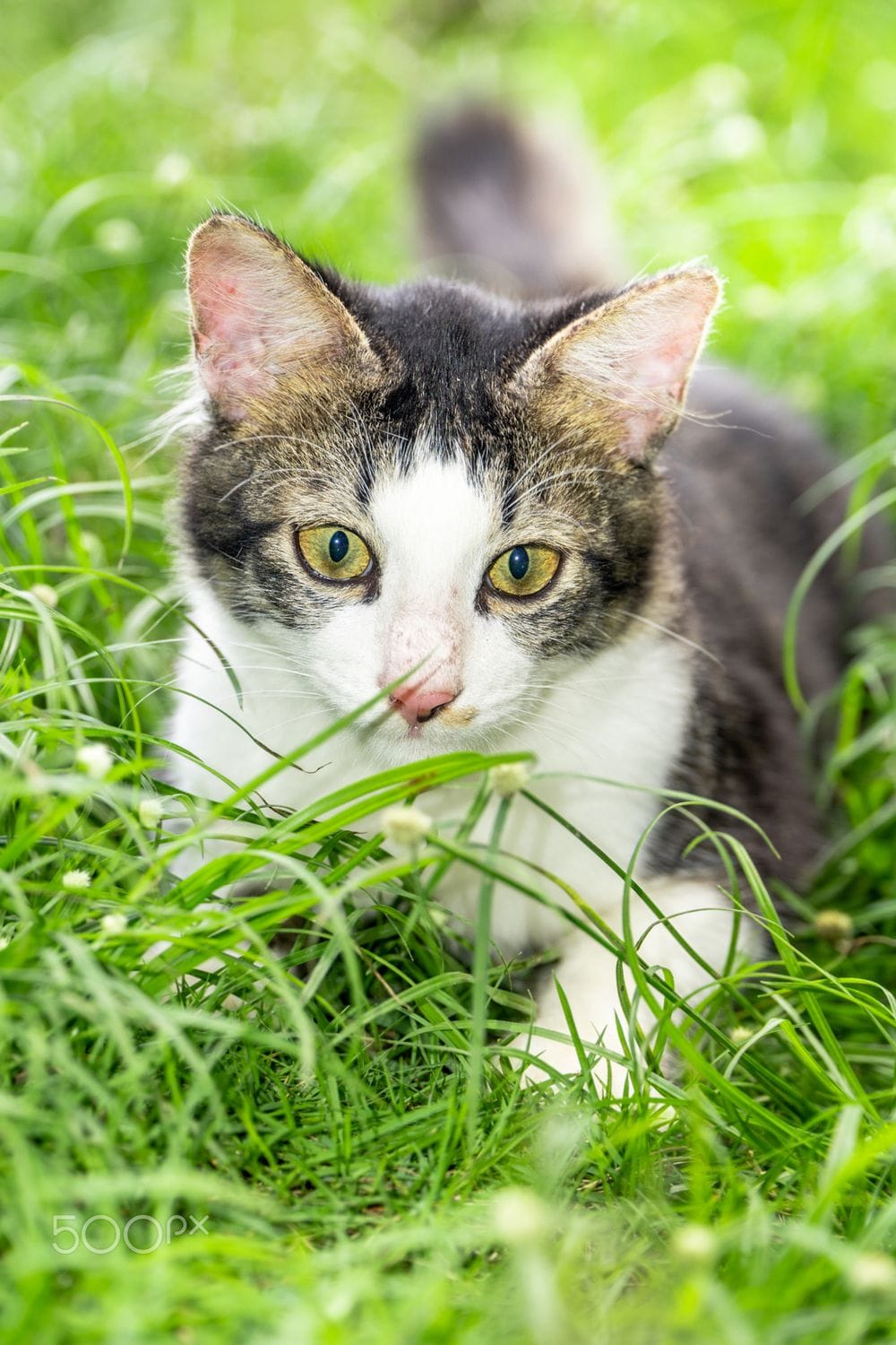 Cute black and white cat playing on the green grass