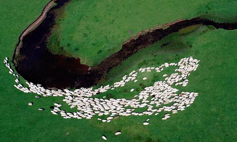 A drone view of sheep grazing in Turkey in Tuesday’s Pictures of the Day gallery