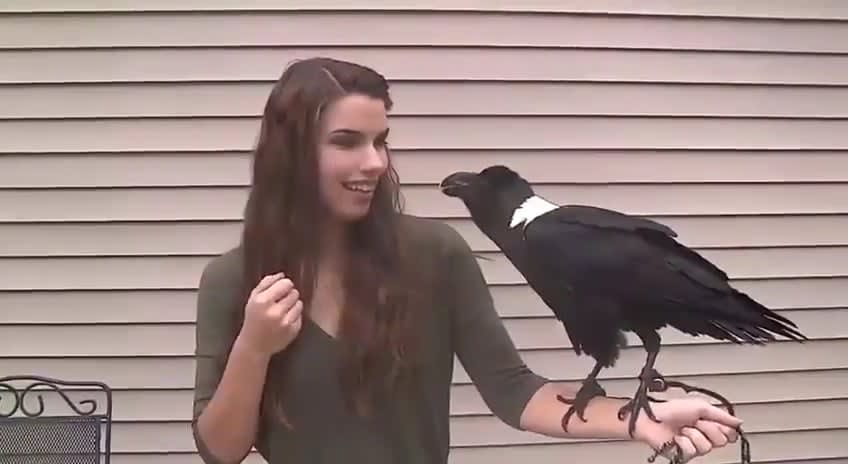 Ravens can mimic words and voices... or just be silly with a friend