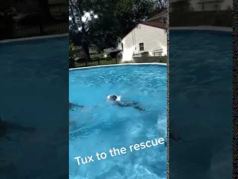 Puppy Thinks Woman Is Drowning And Jumps In Pool To Rescue Her - 1139514