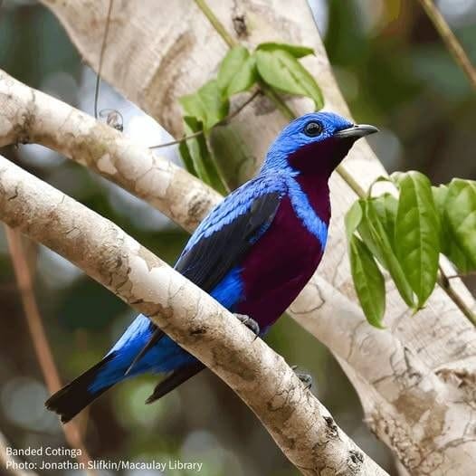 Banded Cotinga (Cotinga maculata), male, family Cotingidae, order ...