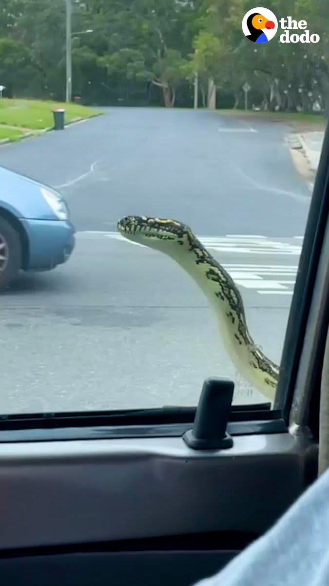 Guy sees a python hanging outside his car window — and knows what he has to do 🐍