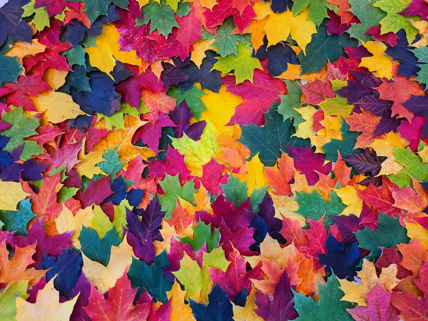 autumn-leaves-collected-in-ottawa