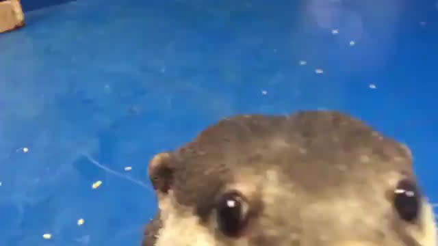 Otter teaches human how to pet him