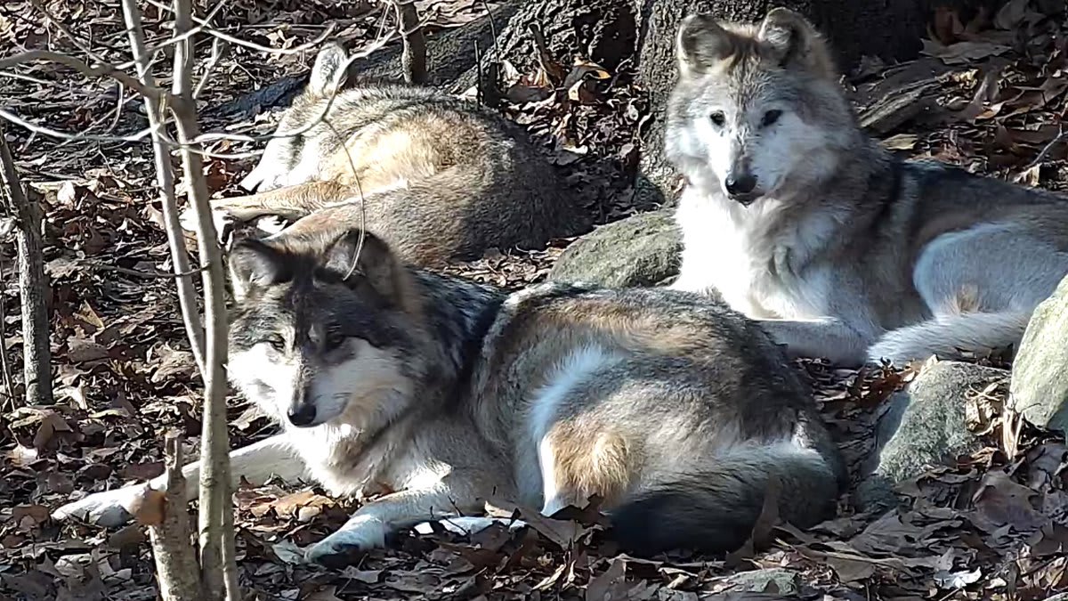 Mexican gray wolves are not only the most genetically distinct of North American gray wolves, their ancestors were likely the 1st gray wolves to cross the Bering Land Bridge into N.A. during the Pleistocene era! Join Lobos right now via live webcam ➡