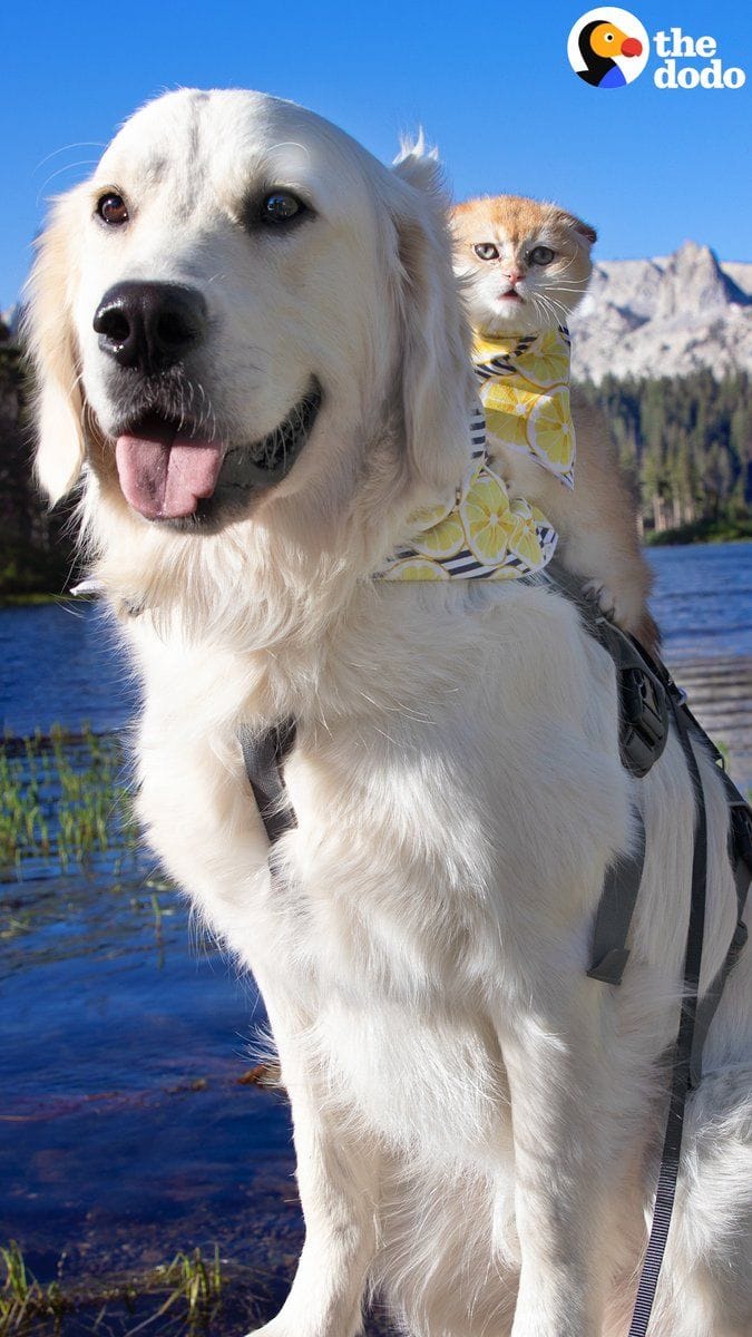 Dog has the biggest smile whenever his kitten sister rides on his back