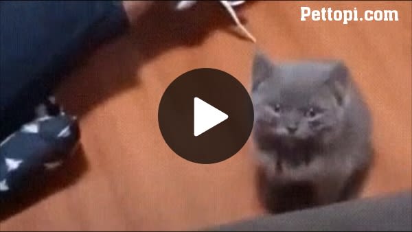 Little Cat, Where Are You? - Funny Pet Videos - Funny Pets Pictures