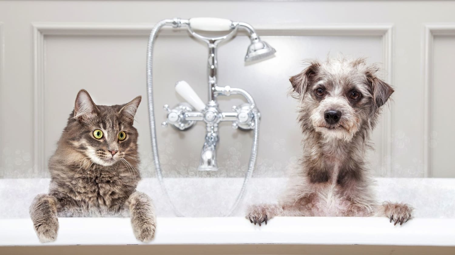 Why Most Dogs Love Water, But Cats Hate It