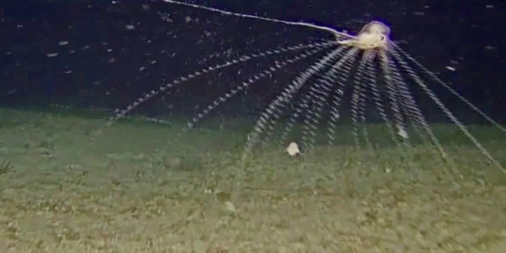 Bizarre deep-sea creature makes rare appearance in shallower waters