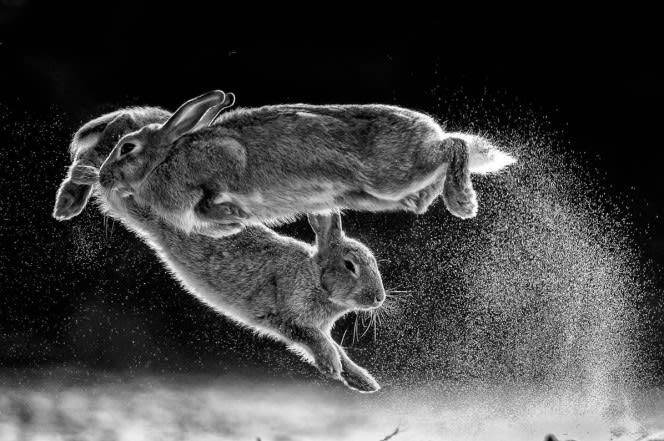 Mesmerizing photo of leaping rabbits wins top nature photo award