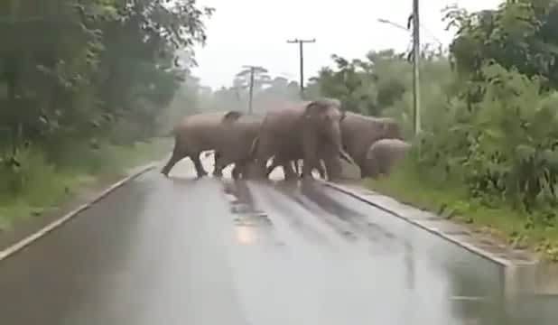 Elephant uses a learned gesture to thank a human for letting the herd cross safely.