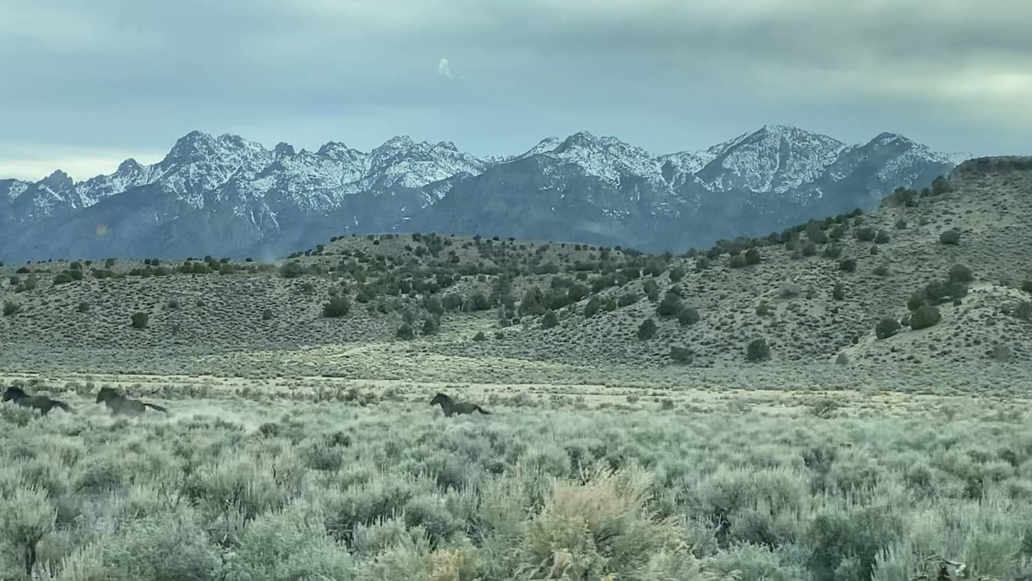 Mustangs galloping across the open range in Nevada