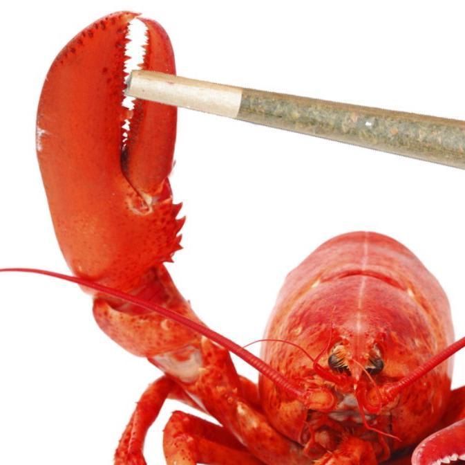 Does Getting Lobsters High Before Boiling Them Alive Reduce Suffering?