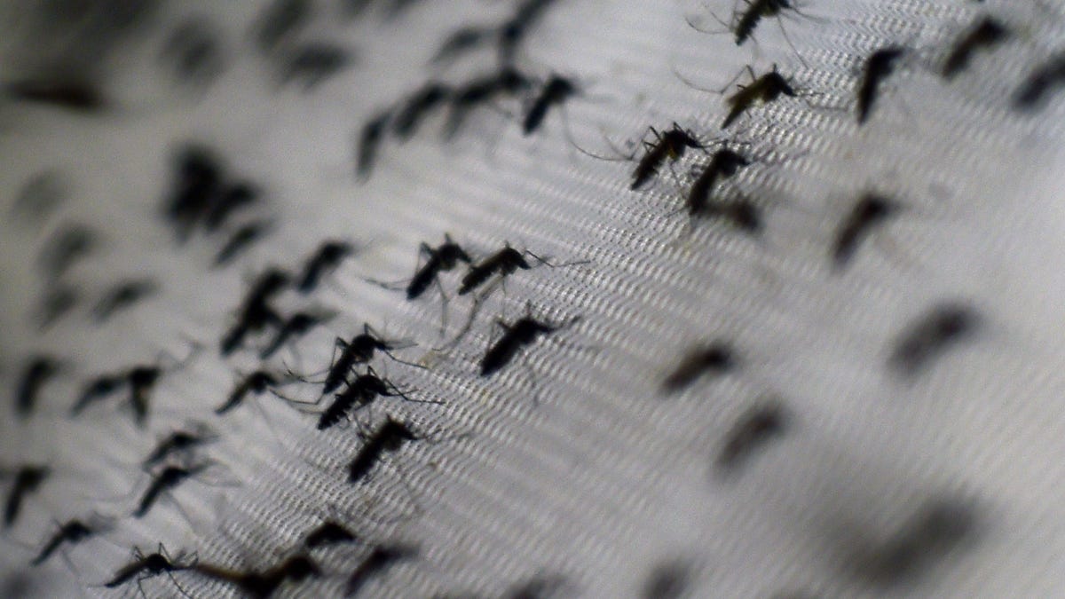 A 'Breakthrough' Trial Used Bacteria-Infected Mosquitoes to Stamp Out Dengue