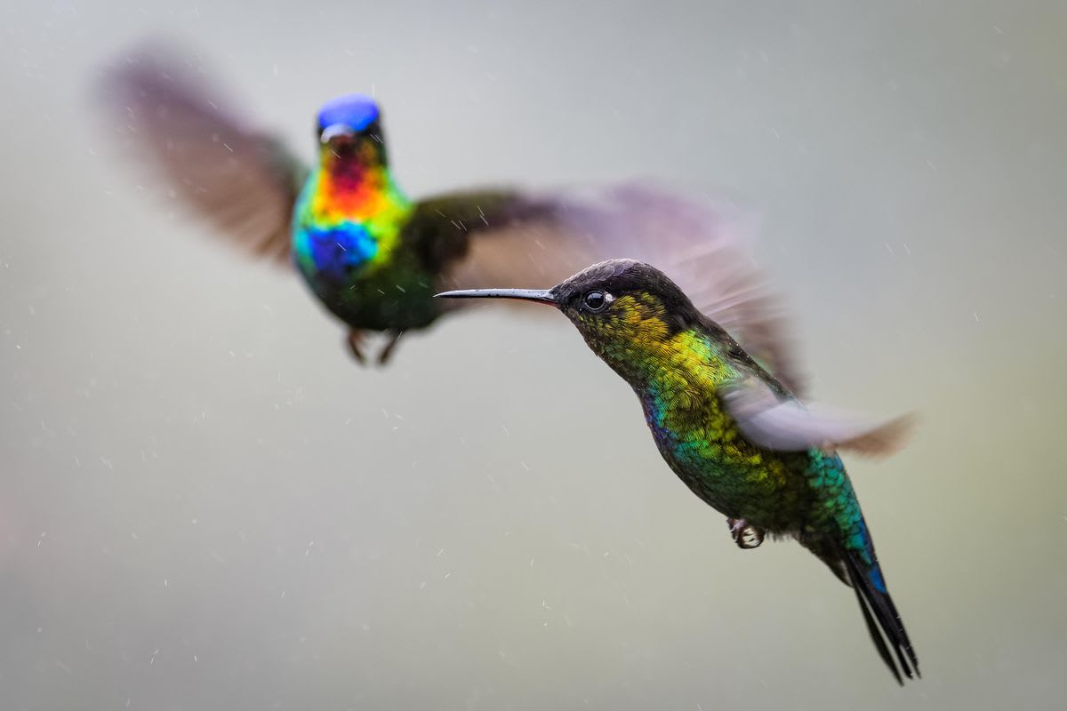 The Evolution of Flight Maneuvers In Hummingbirds: New Research Reveals The Secrets Of Their Agility