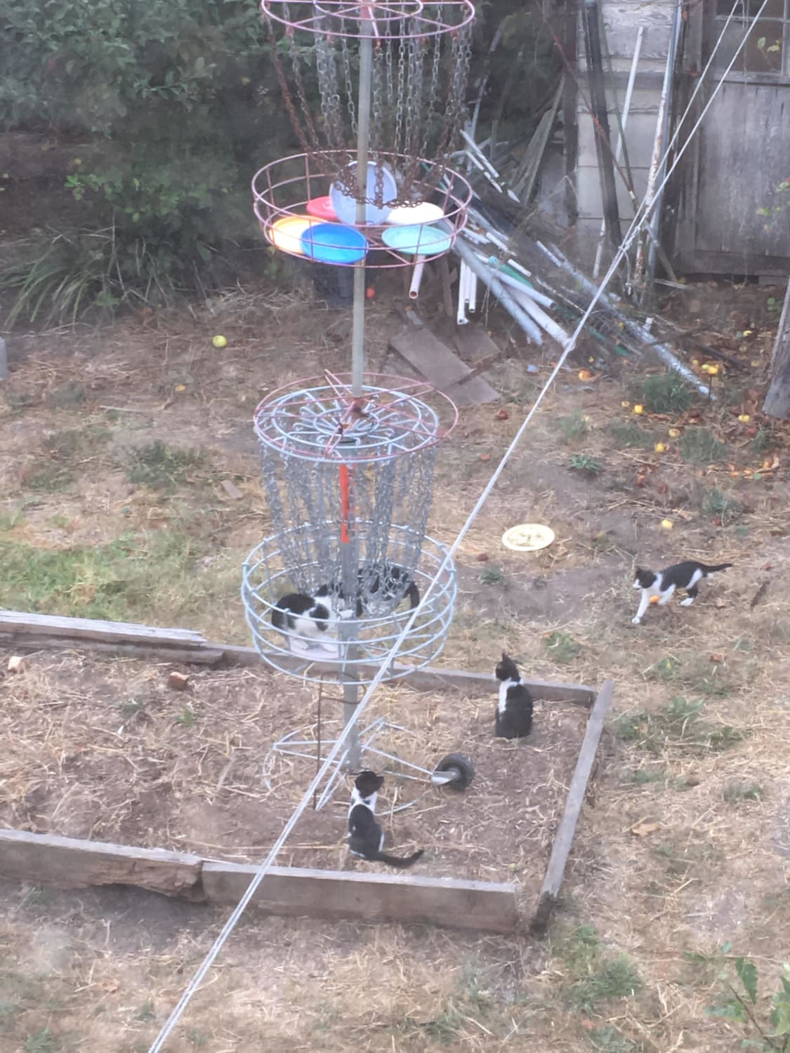 Caught a litter of stray cats playing disc golf in my backyard.