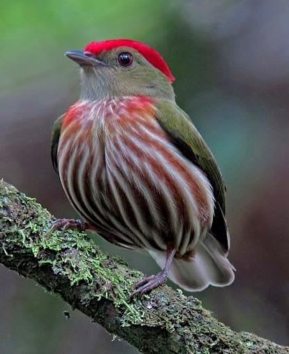 A Striped Manakin, a small South American bird. | Beautiful birds, Birds, Pet birds