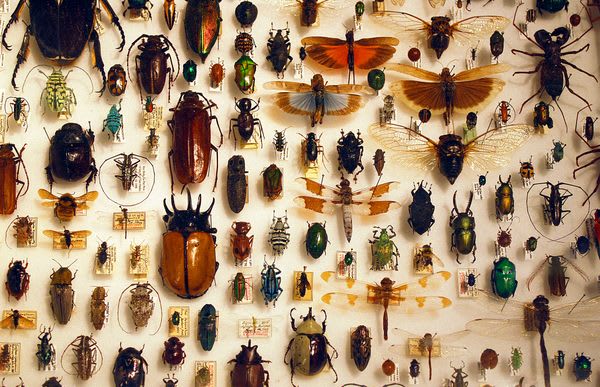The Beautiful Complexity of Naming Every Living Thing
