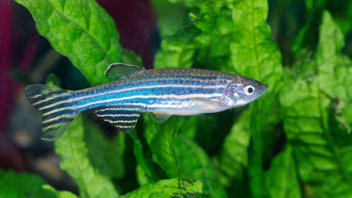 Zebrafish Study Reveals Some Of Us Might Feel Anxious Trying To Socialize After Lockdown