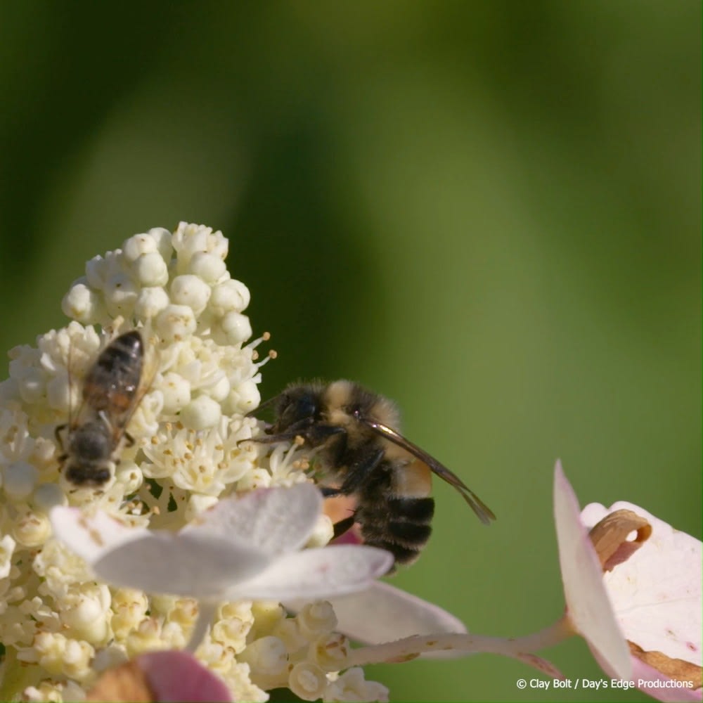You don’t need a big yard to make a safe haven for pollinators! Planting even a single square foot of native wildflowers provides a helping hand to bumblebees, butterflies, hummingbirds, and other pollinators . Get started: