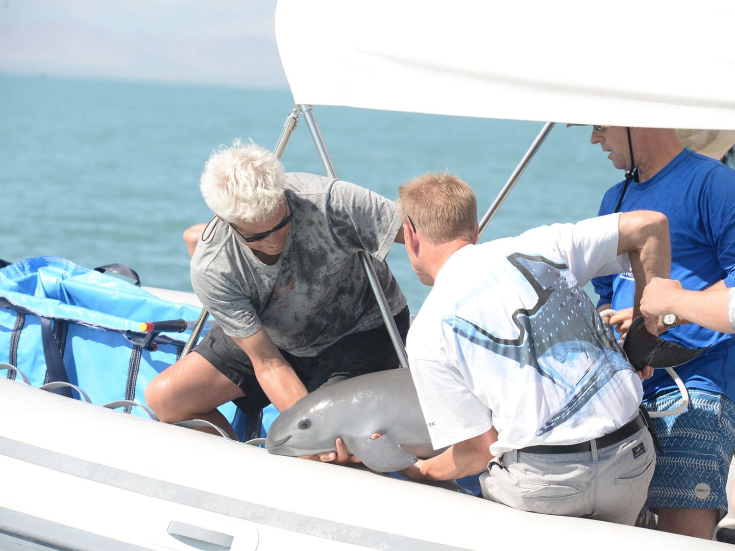 Vaquita Genome Offers Hope for Species' Survival