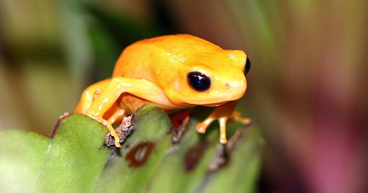 The smallest creatures in Madagascar have a giant evolutionary tale to tell