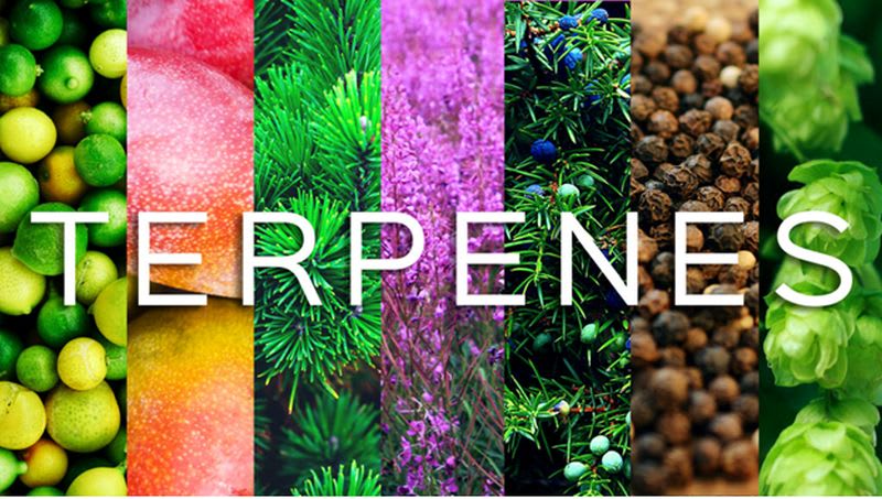 How Terpenes Can Be Included in Your Daily Routine