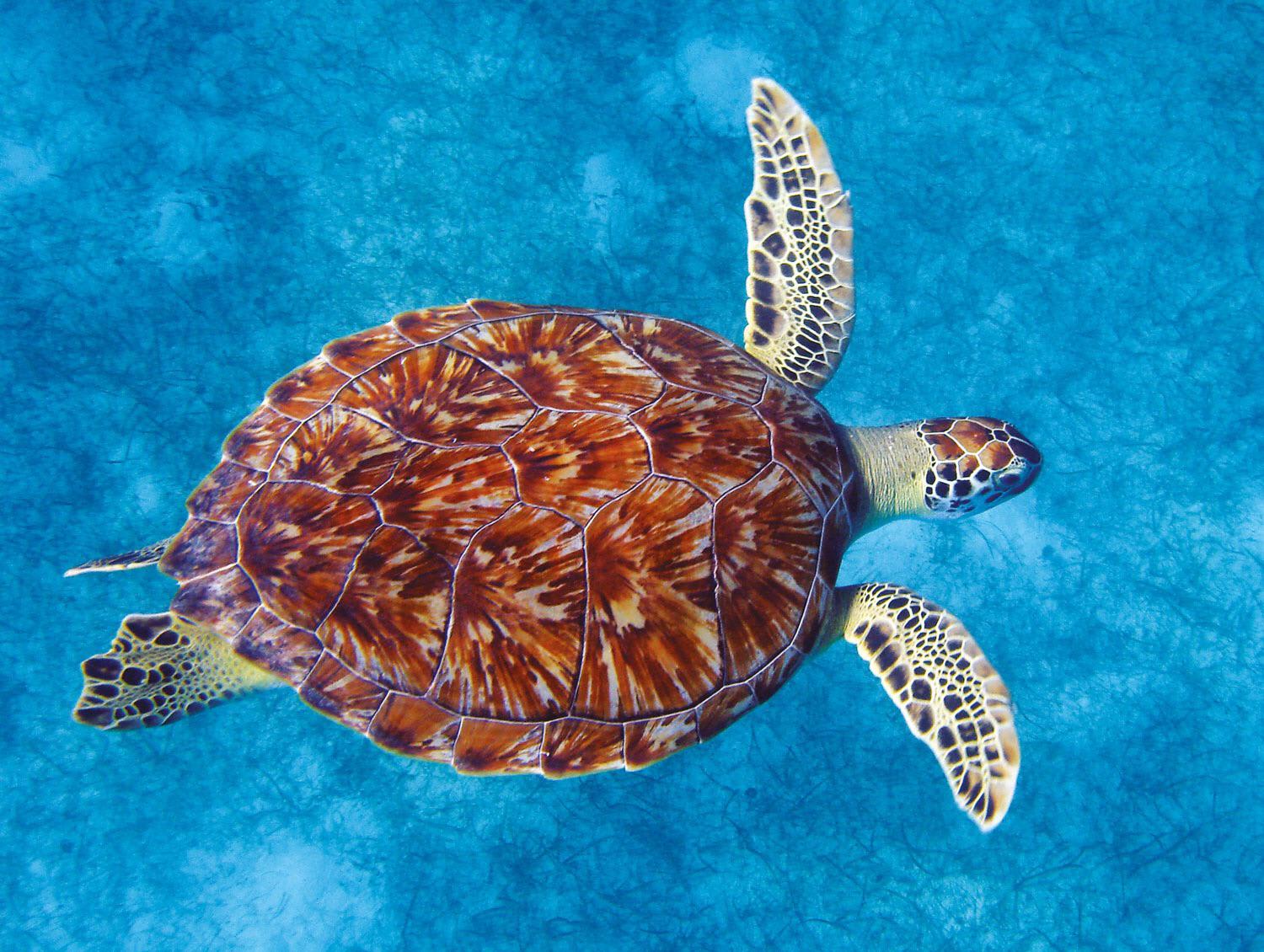 Sea Turtle’s shell displaying a beautiful set of patterns