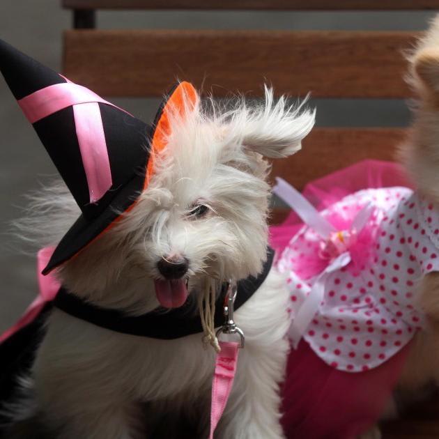 7 Spooktacular Halloween Costumes for Dogs Under $25