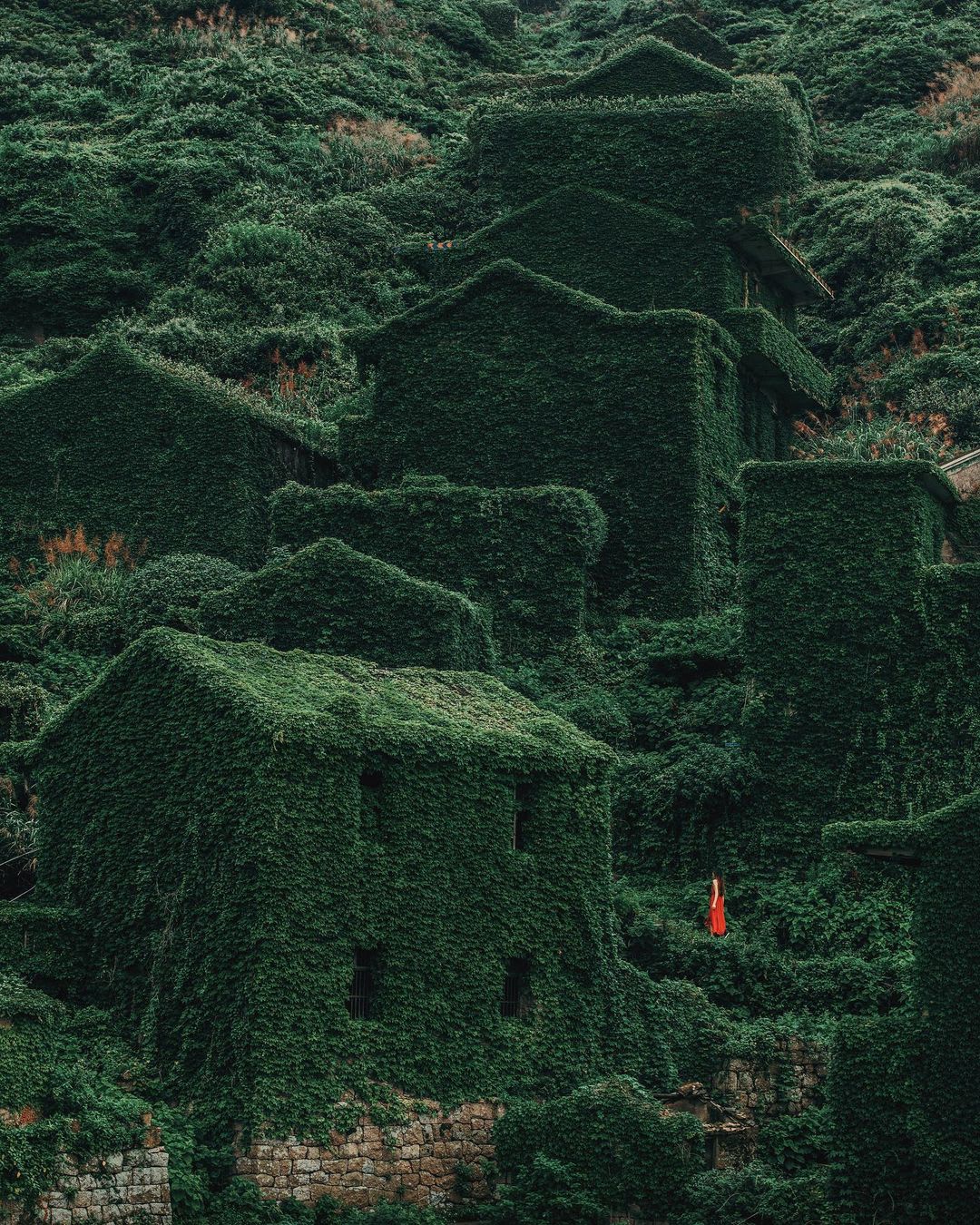 Overgrown vines covering the houses of Houtouwan, an abandoned fishing village on one of the Shengsi Islands, a chain of 400 islands located 40 miles east of Shanghai, China.