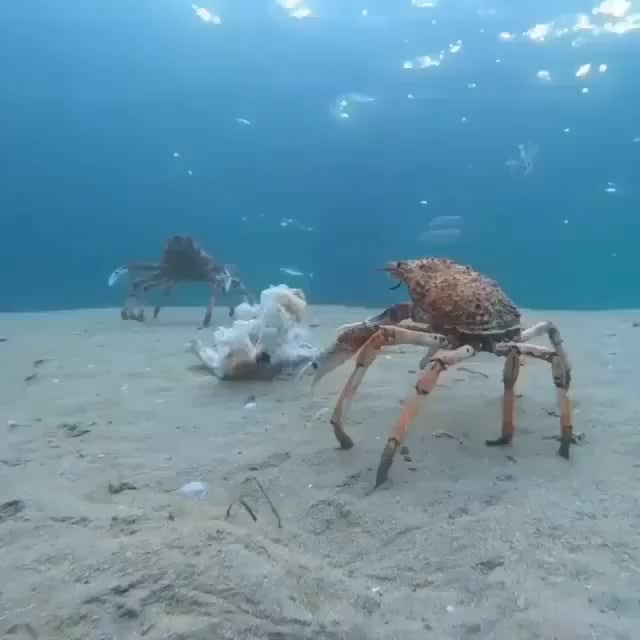 Spider Crabs Walking in Cluster
