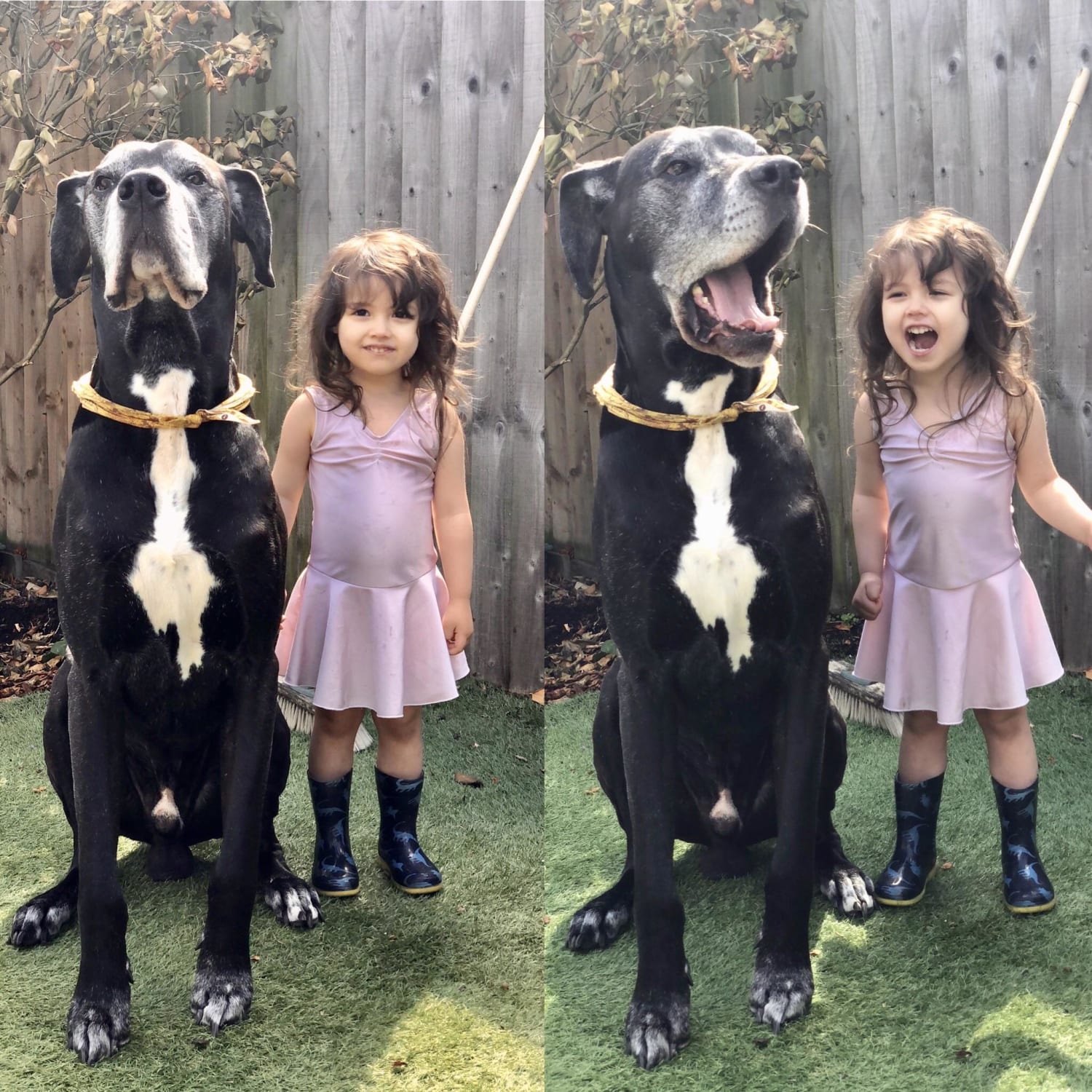 Just a girl and her Dane..