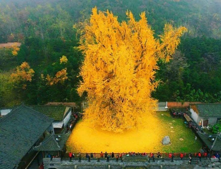 1,400-Year-Old Chinese Ginkgo Tree