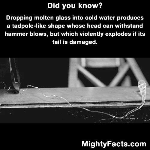 Pin by Tinkerbell's Last Hope on stuff to know | Fun facts, Weird facts, Unbelievable facts